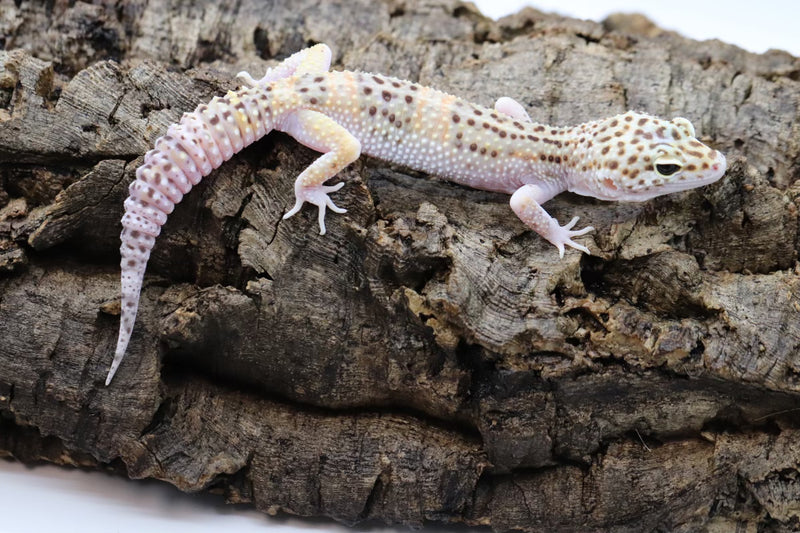 Tangerine Bell Snow Leopard Gecko - Roberson Reptiles