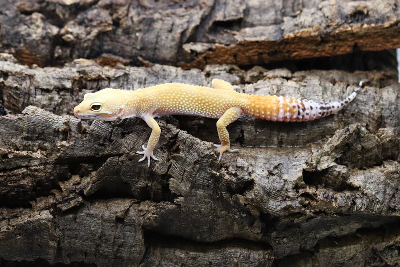 Tangerine Leopard Gecko - Roberson Reptiles