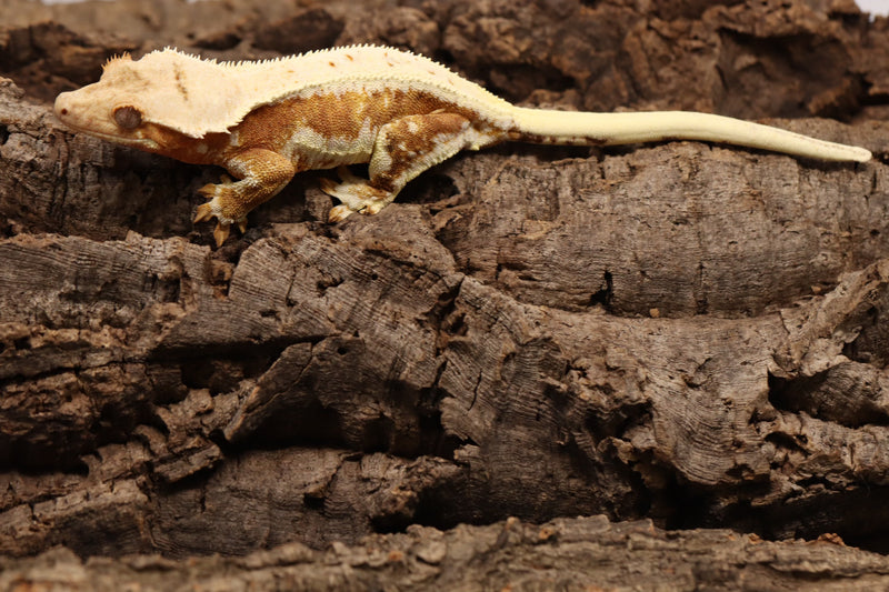 Crested Gecko - Lilly White Female