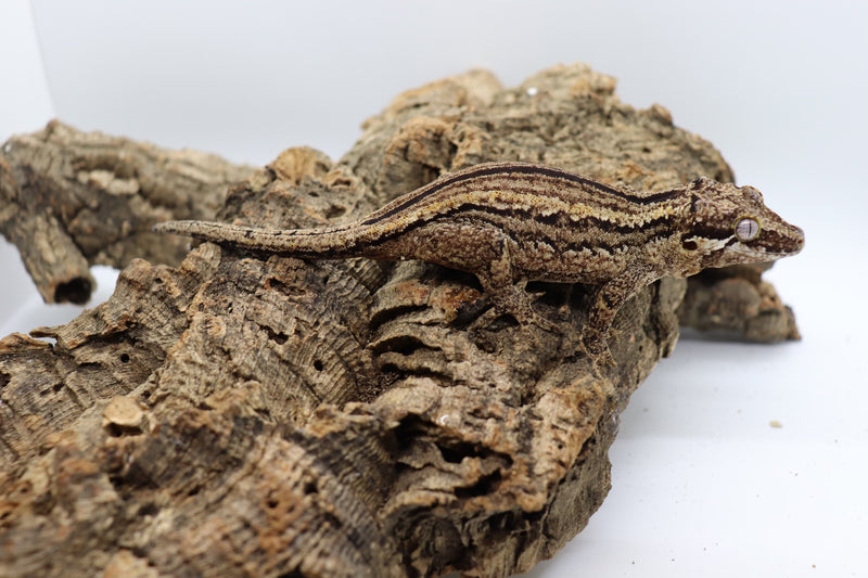 Gargoyle Gecko - GF12-20