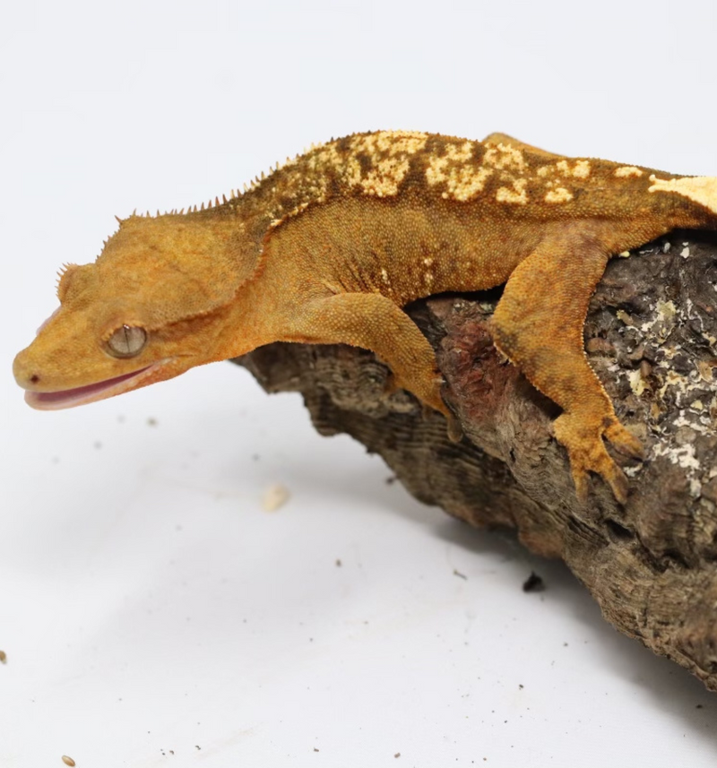 Crested Gecko - Female