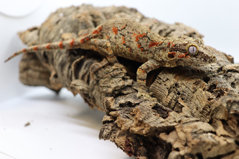 Gargoyle Gecko - GF18-20