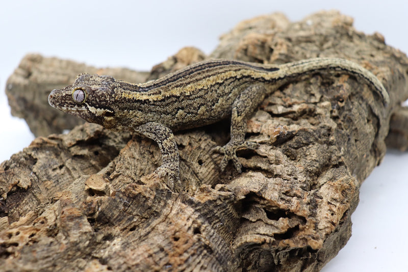 Gargoyle Gecko - GF9-20
