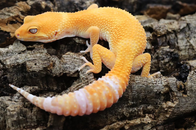 Tangerine Leopard Gecko