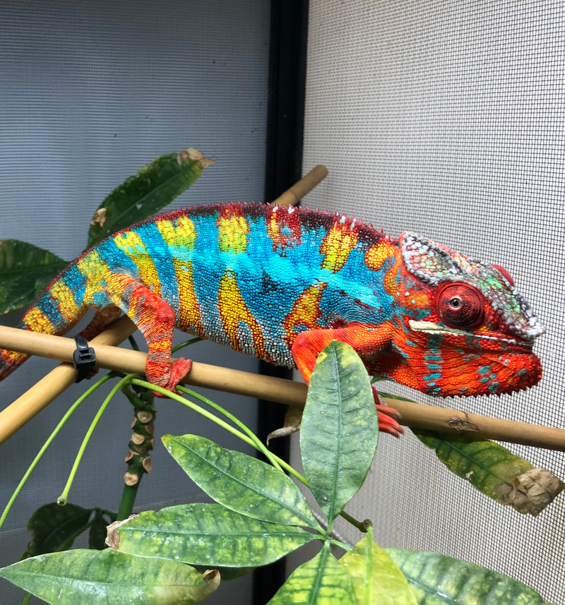 Ambilobe Panther Chameleon