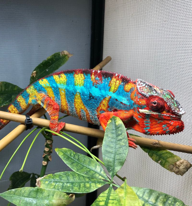 Panther Chameleon Care Sheet