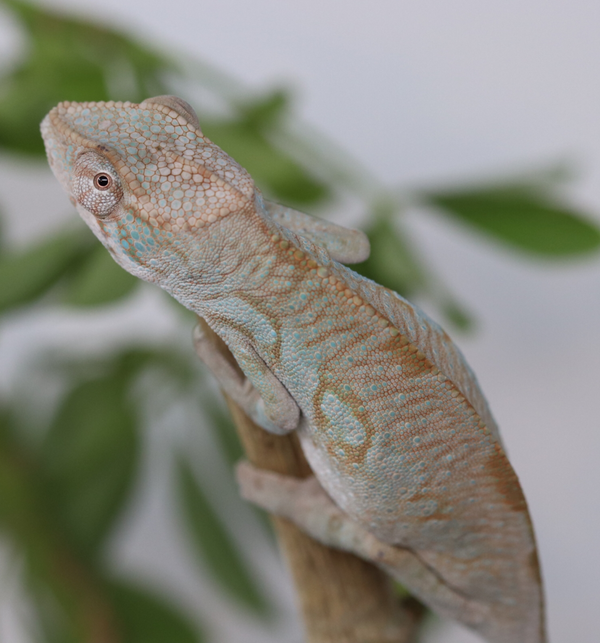 Female Panther Chameleon - 10 pack - Roberson Reptiles