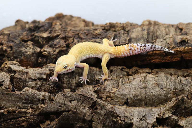 Tangerine Leopard Gecko - Roberson Reptiles