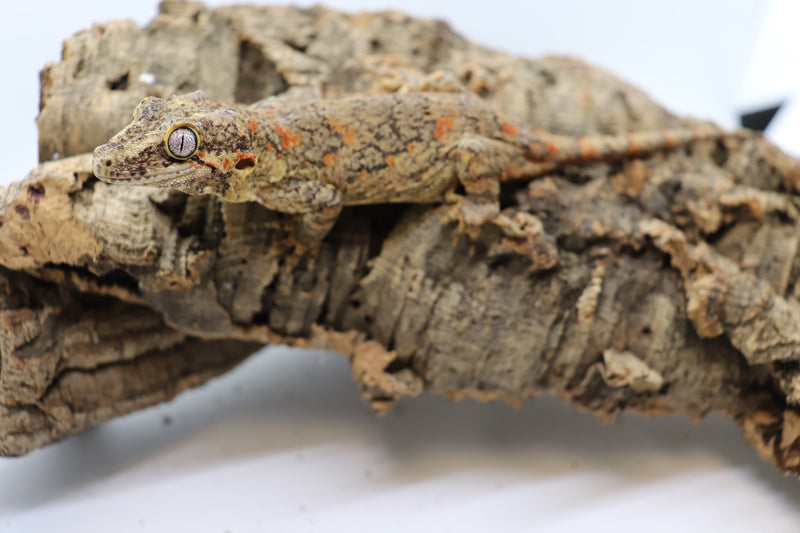 Gargoyle Gecko - GF16-20