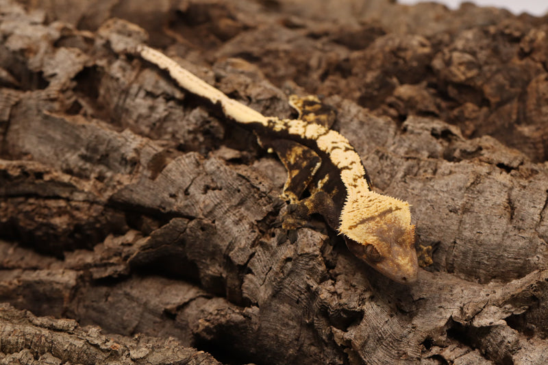 Crested Gecko - Male