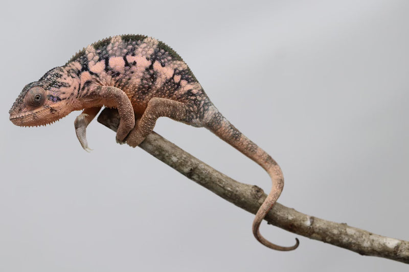 Ambilobe Panther Chameleon - Mystery Female