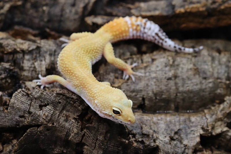Tangerine Leopard Gecko - Roberson Reptiles