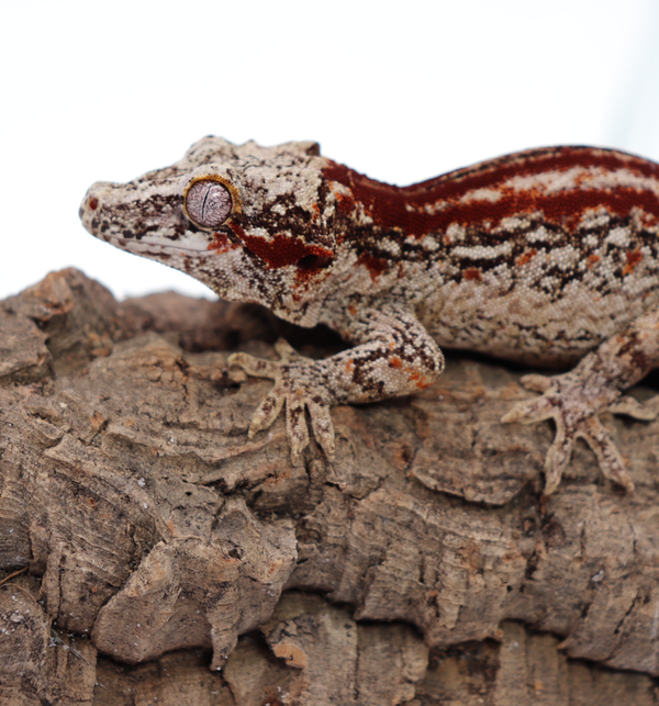 Striped Female Gargoyle Breeder 