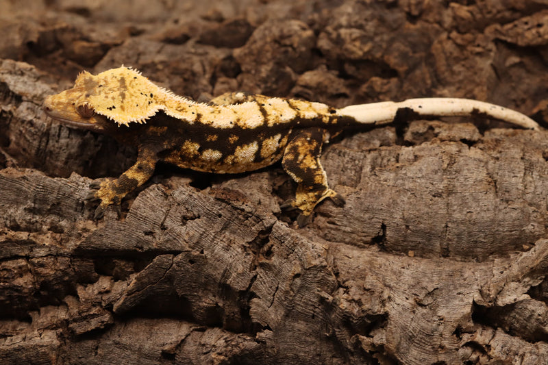 Crested Gecko - Tricolor Female