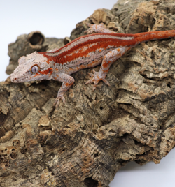 Gargoyle Gecko - GF1-20