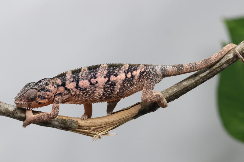 Ambilobe Panther Chameleon - Mystery Female