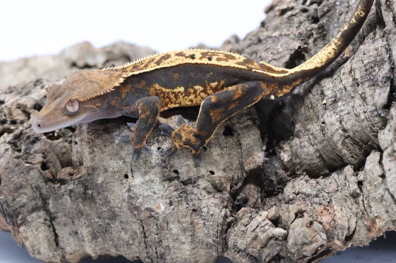 Crested Gecko - Male