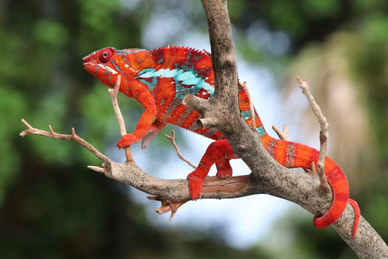 Ambilobe Panther Chameleon