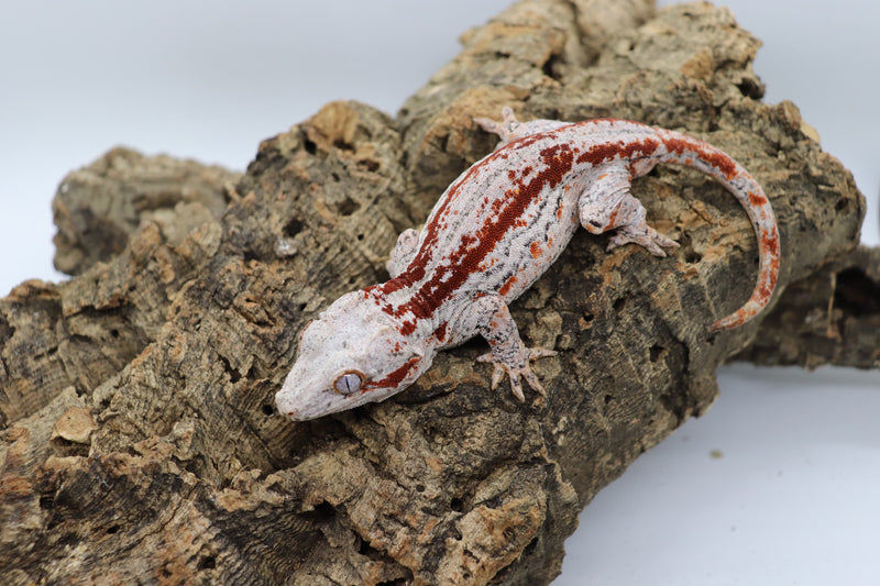 Gargoyle Gecko - GF3-20