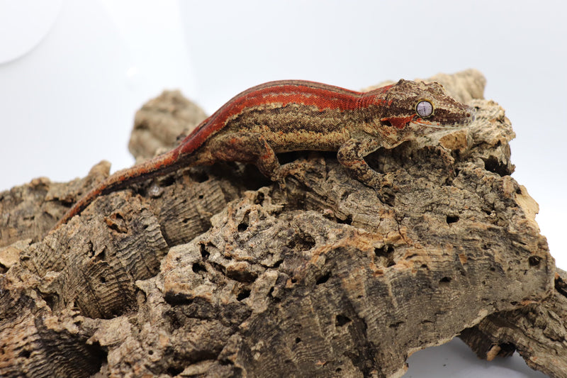 Gargoyle Gecko - GF6-20