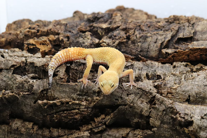 Tangerine Leopard Gecko