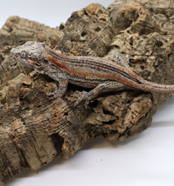 Gargoyle Gecko - GF4-20