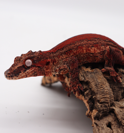 Striped Female Gargoyle Breeder