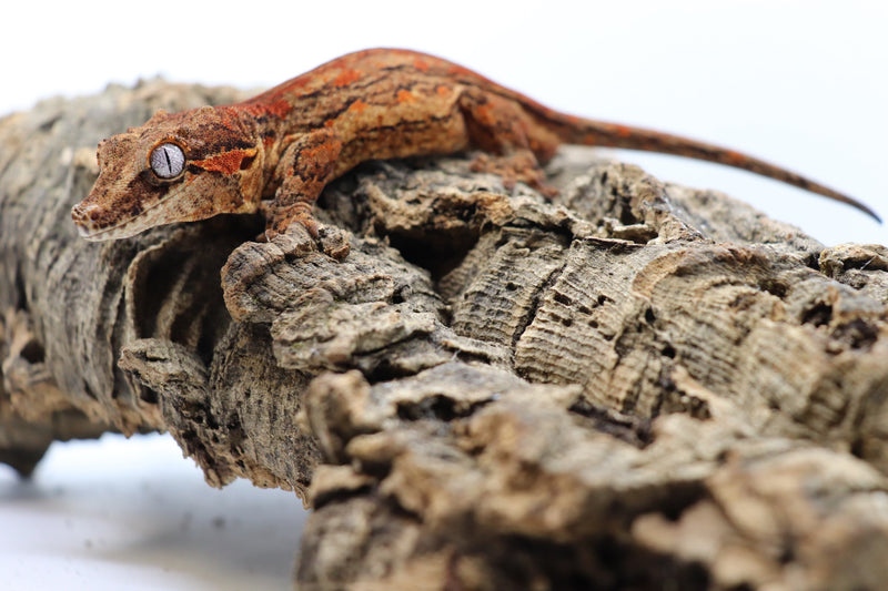 Gargoyle Gecko - GM3-20