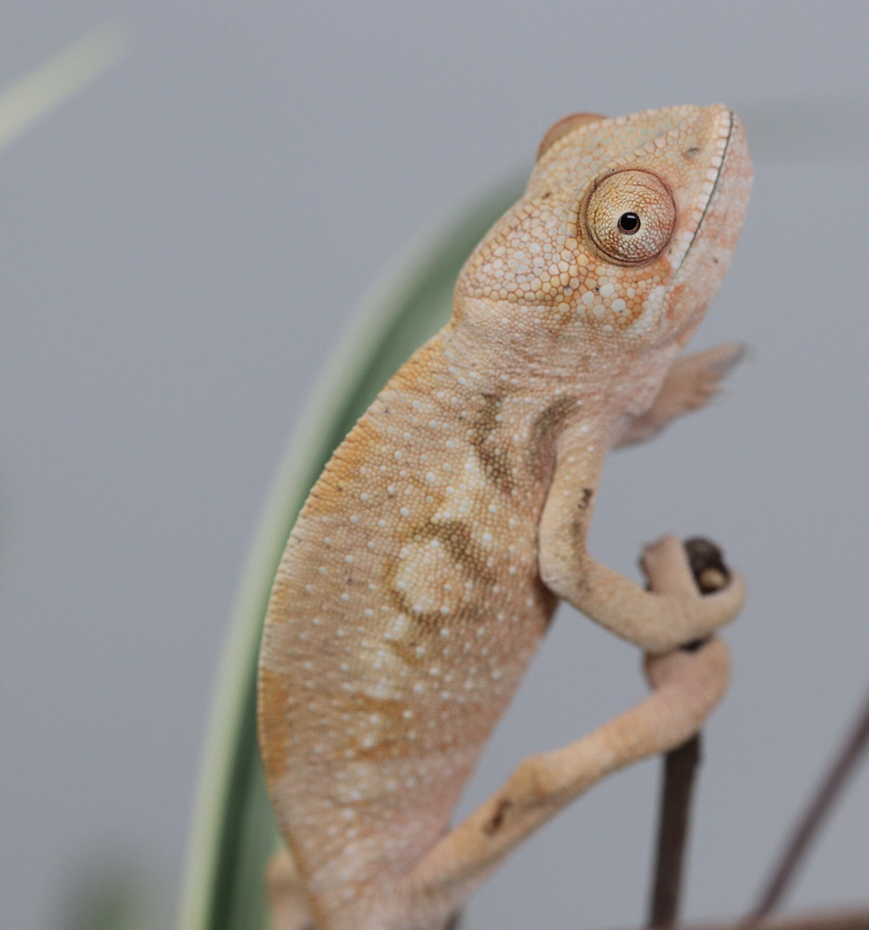 Female Panther Chameleon - 10 pack - Roberson Reptiles