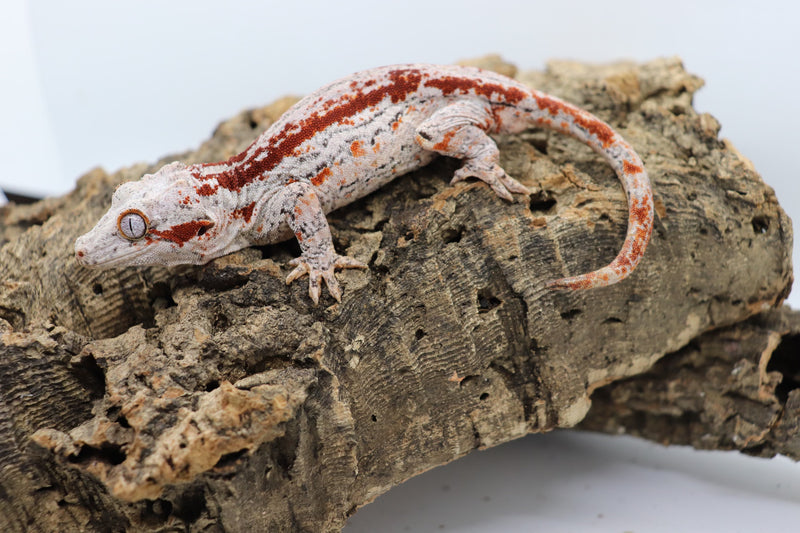 Gargoyle Gecko - GF3-20