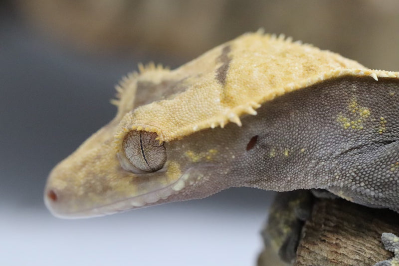 Crested Gecko - Male