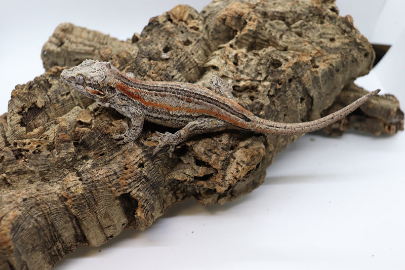 Gargoyle Gecko - GF4-20