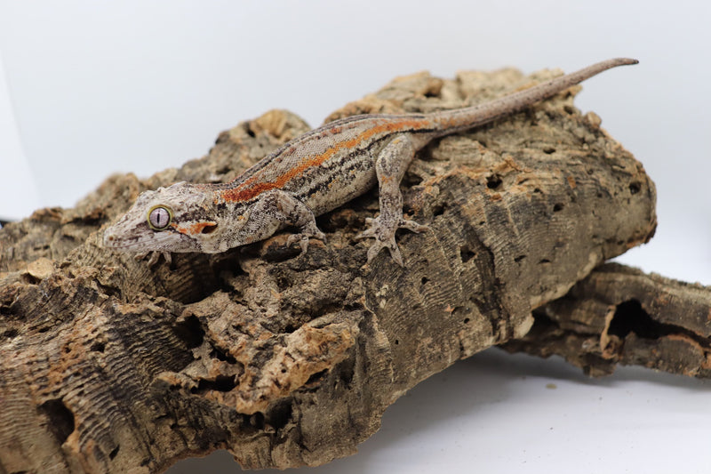 Gargoyle Gecko - GF4-20