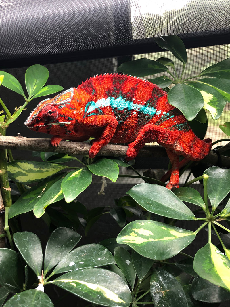 Ambilobe Panther Chameleon