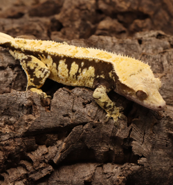 Crested Gecko - Tricolor Female