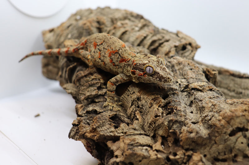 Gargoyle Gecko - GF18-20
