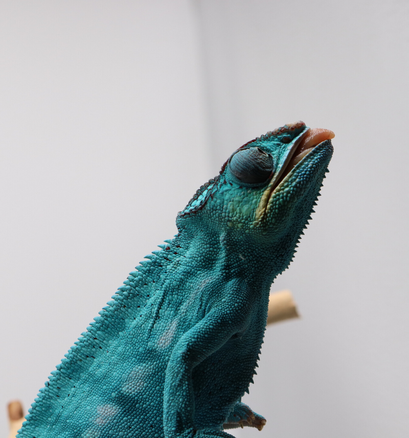 Nosy Be Panther Chameleon