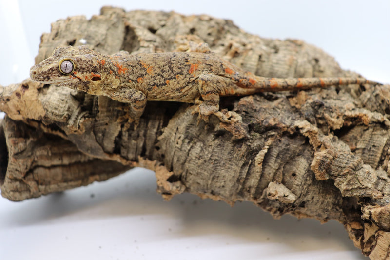 Gargoyle Gecko - GF16-20