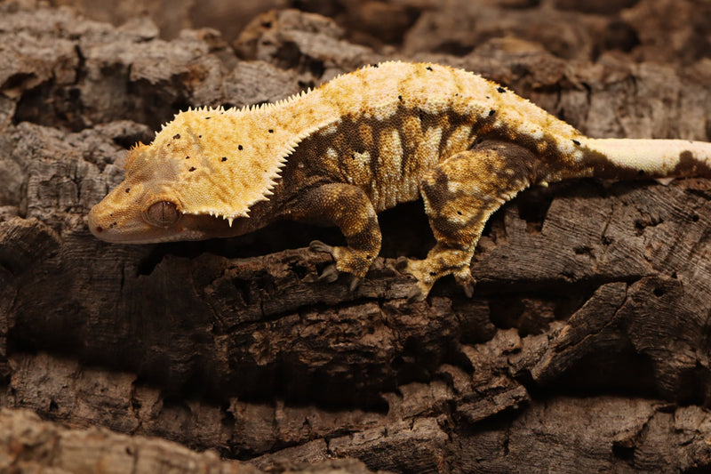 Crested Gecko - Tricolor Female