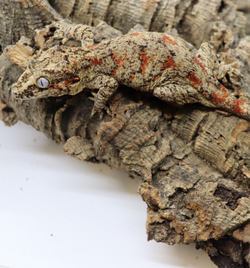 Gargoyle Gecko - GF19-20