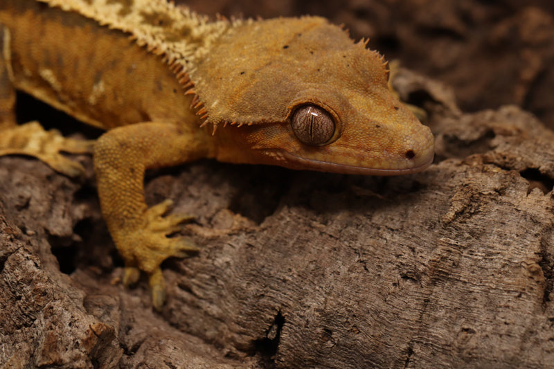 Crested Gecko - Male