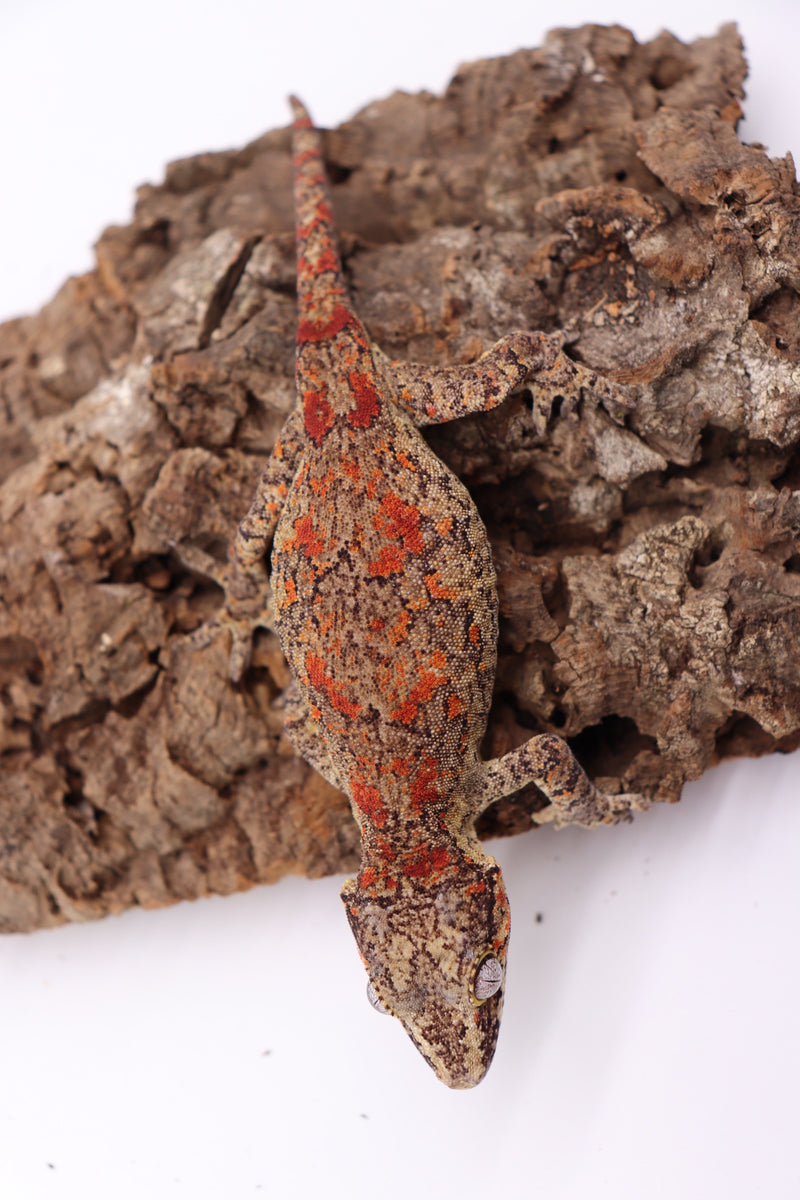 Reticulated Female Gargoyle Breeder