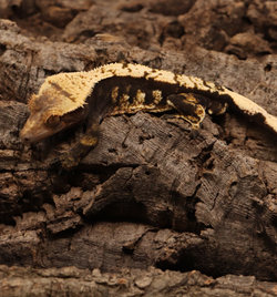 Crested Gecko - Male