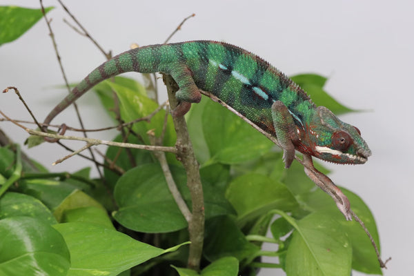 Ambilobe Panther Chameleon