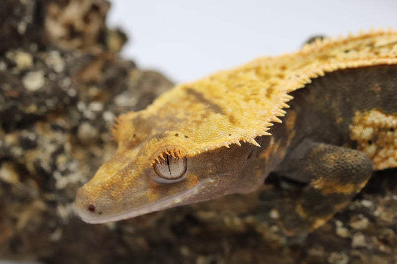 Crested Gecko - Male