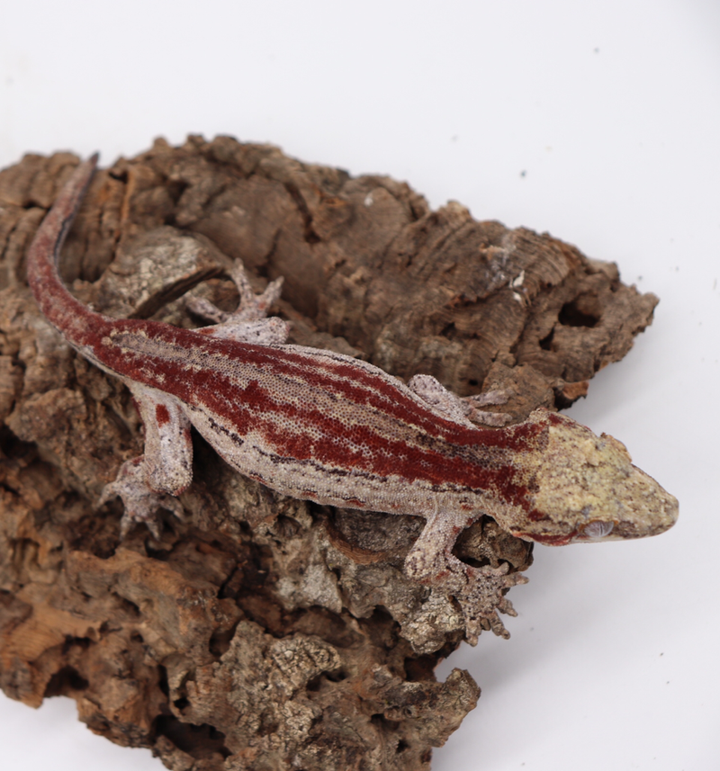 Striped Female Gargoyle Breeder
