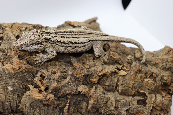 Gargoyle Gecko - GF15-20