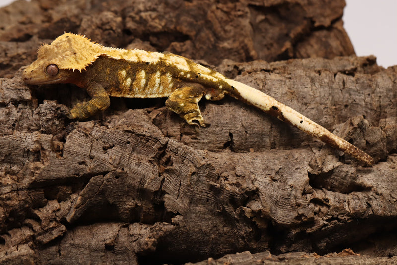 Crested Gecko - Tricolor Male