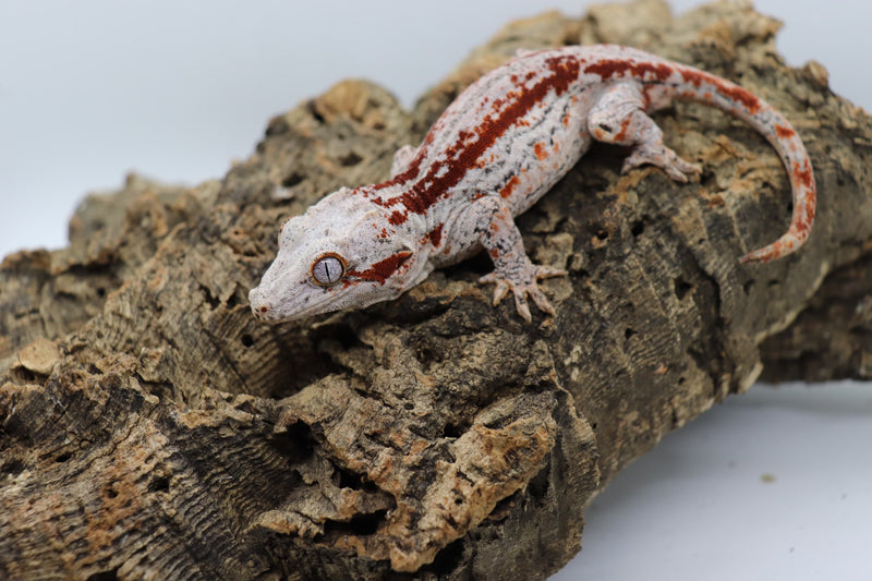 Gargoyle Gecko - GF3-20
