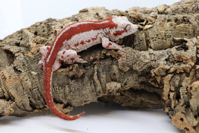 Gargoyle Gecko - GM1-20